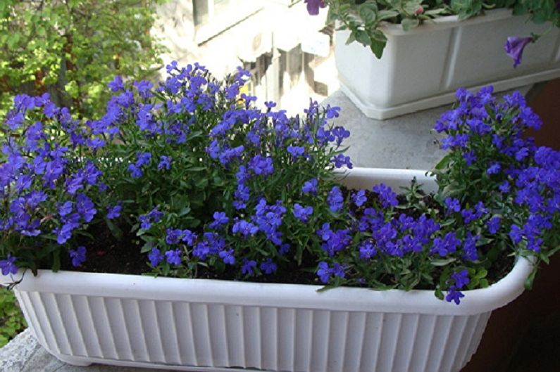 Lobelia - ภาพถ่าย