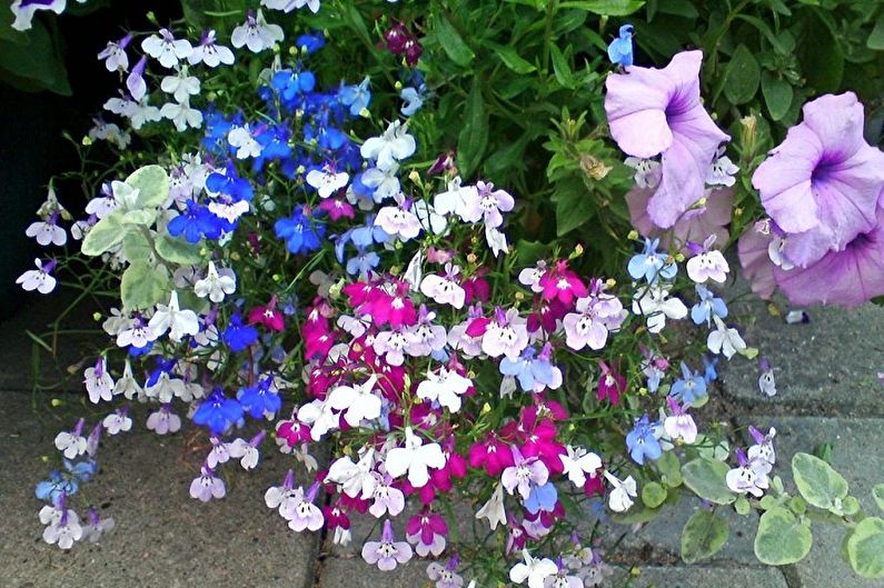 Lobelia - photo