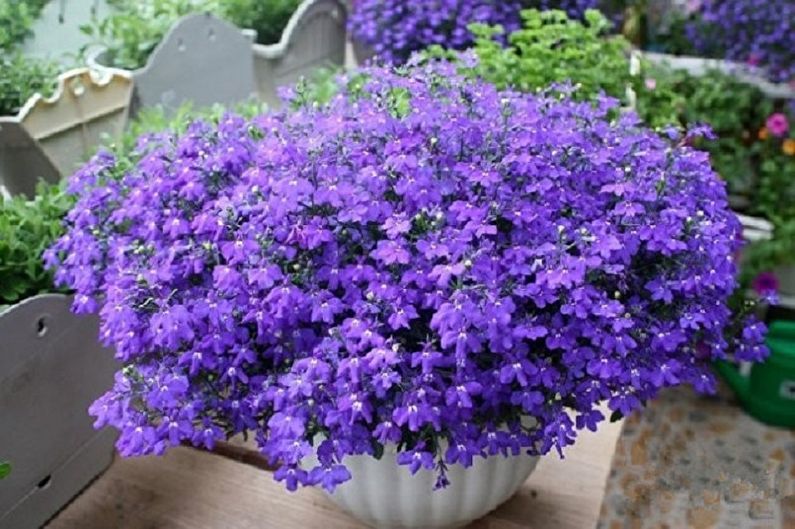 Lobelia - Foto