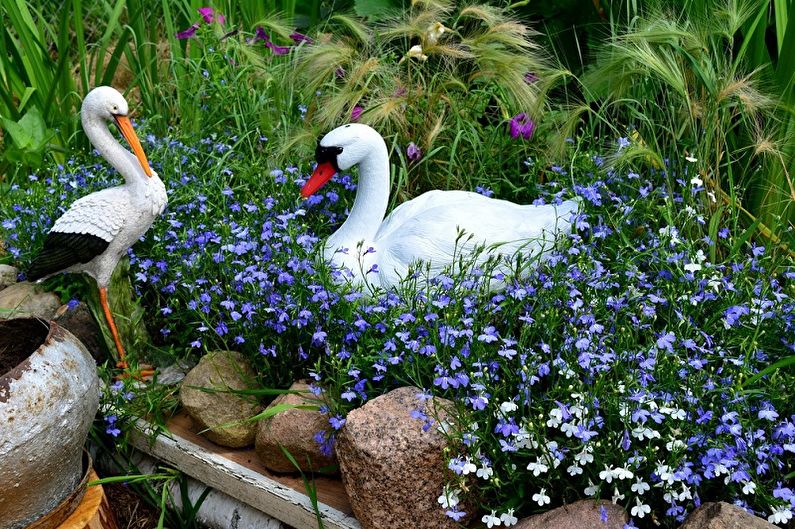 Lobelia - fotoğraf