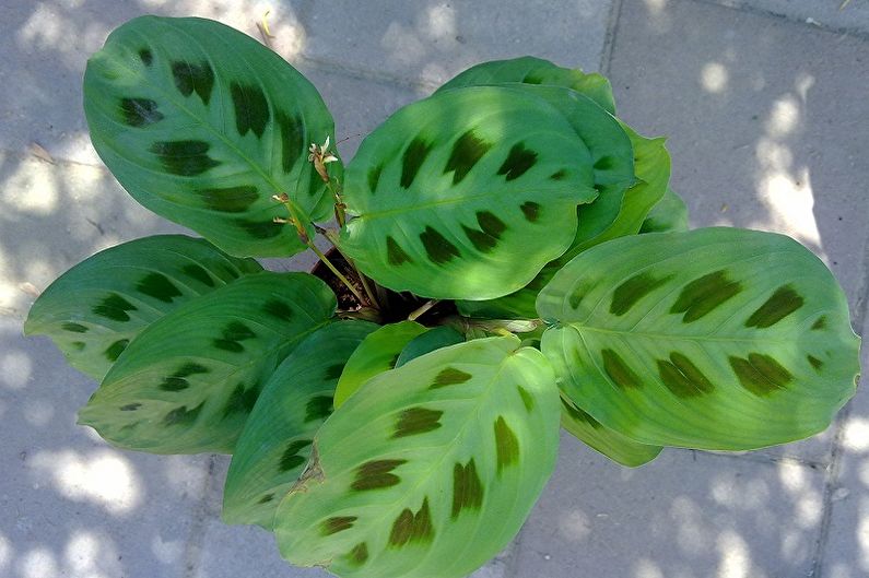 Maranta Kerhoeven