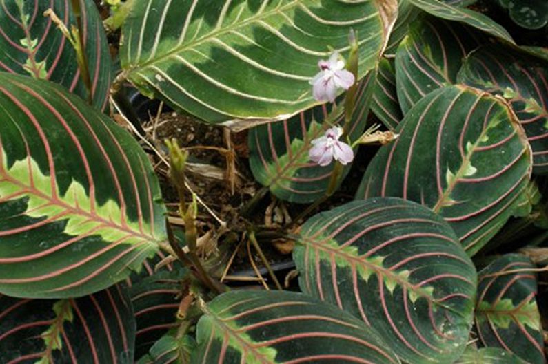 Maranta Maricella