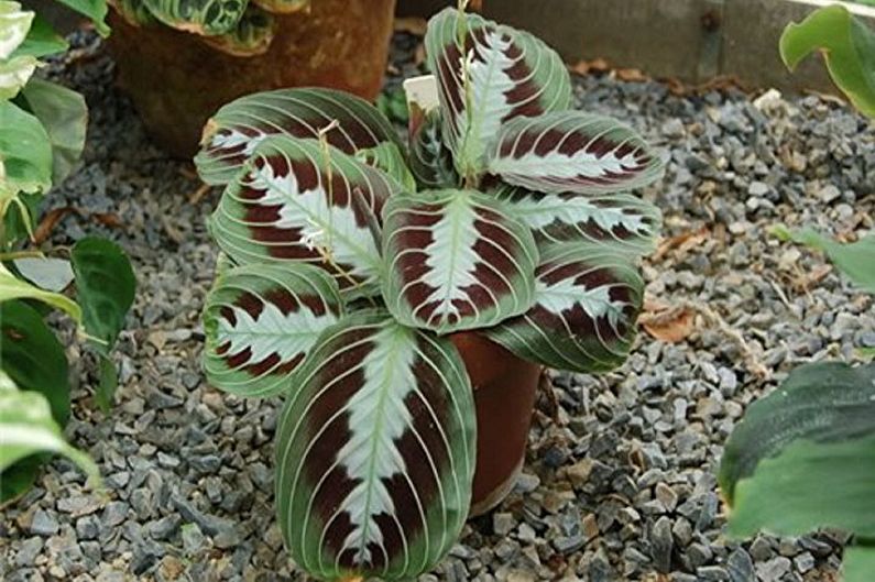 Maranta Massangeová