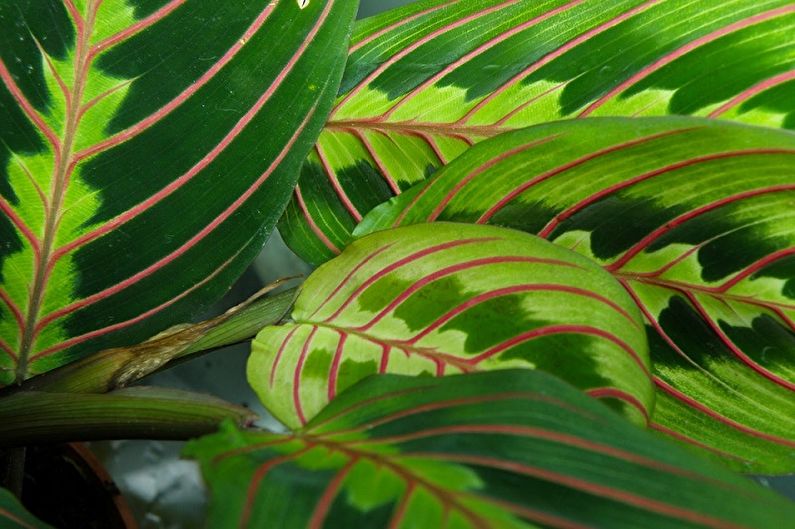 Người đẹp Maranta