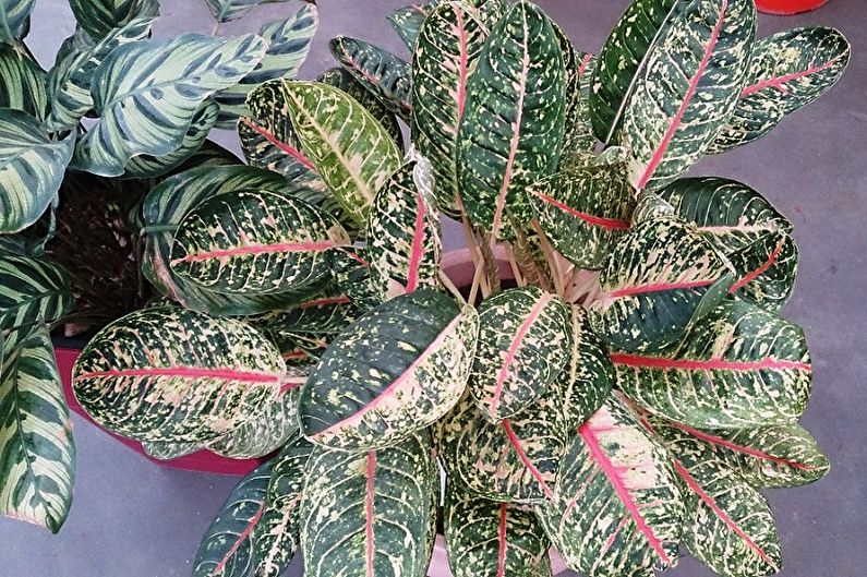 Maranta skaistums Kim