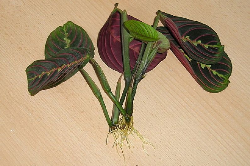 Maranta - Transplantatie en reproductie