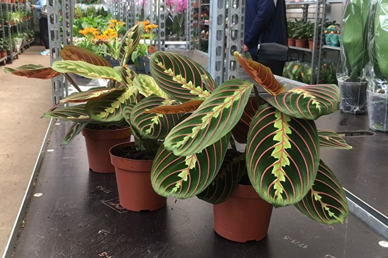 Maranta - Transplantatie en reproductie