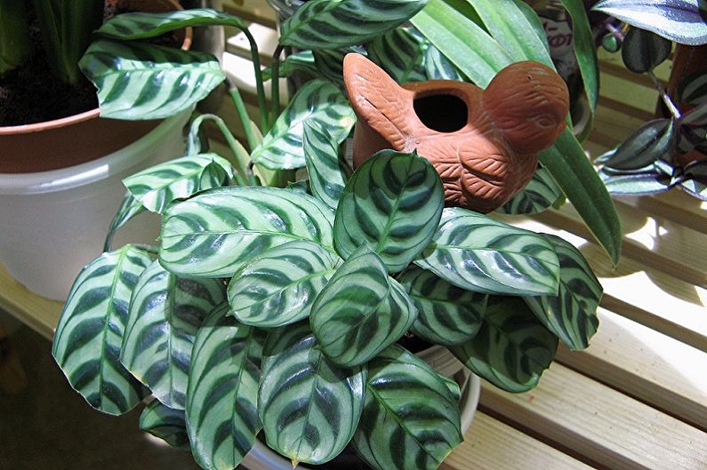 Maranta - Foto