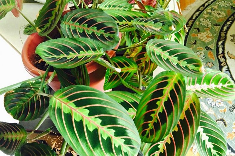 Maranta - foto