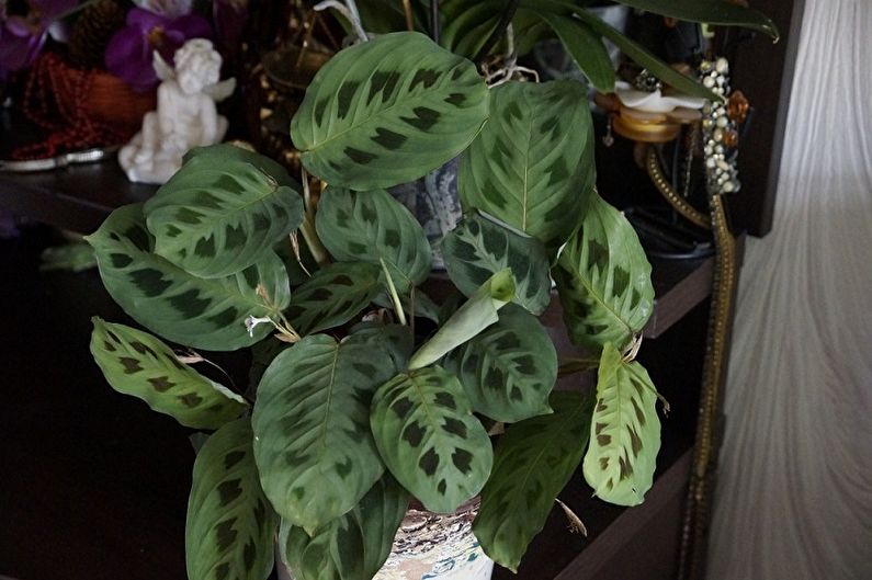 Maranta - photo