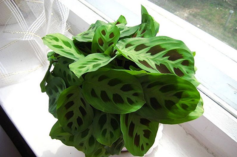 Maranta - Foto