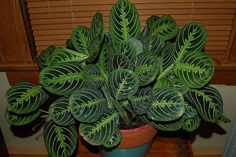 Maranta - foto