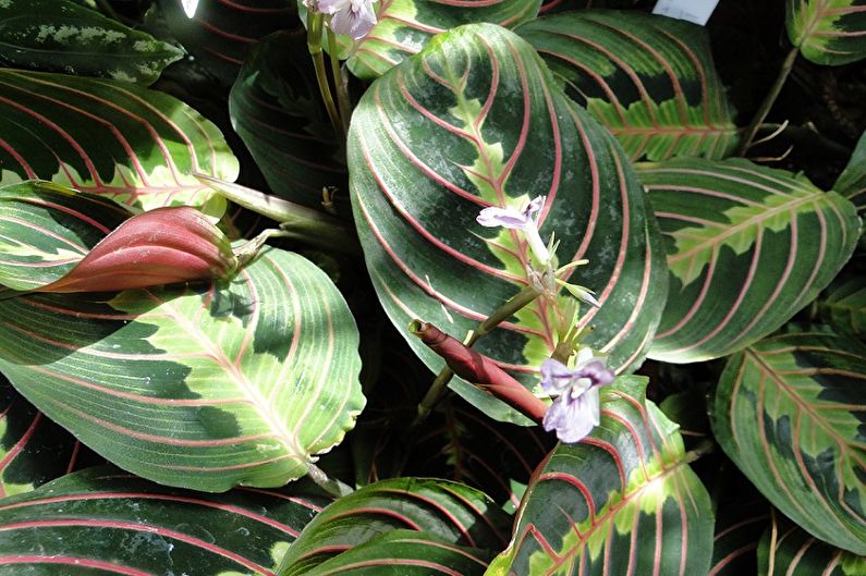 Maranta - photo