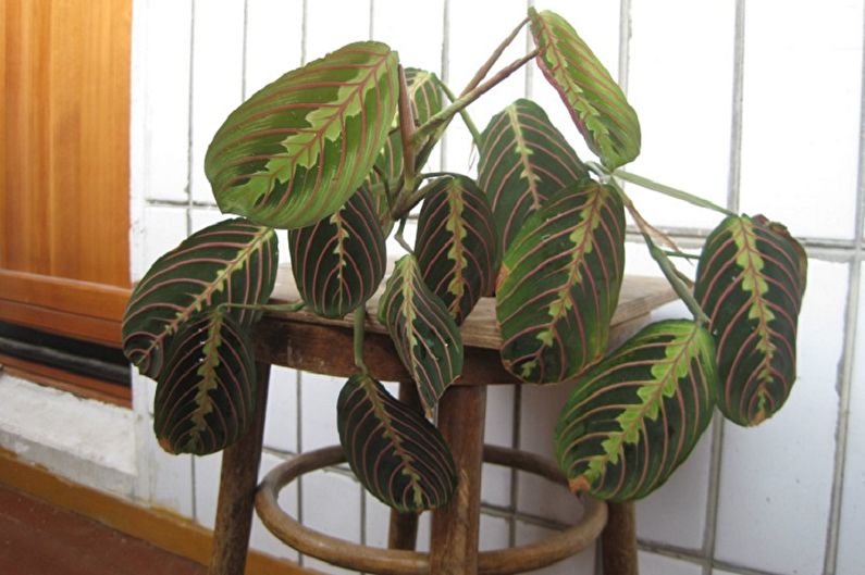 Maranta - foto