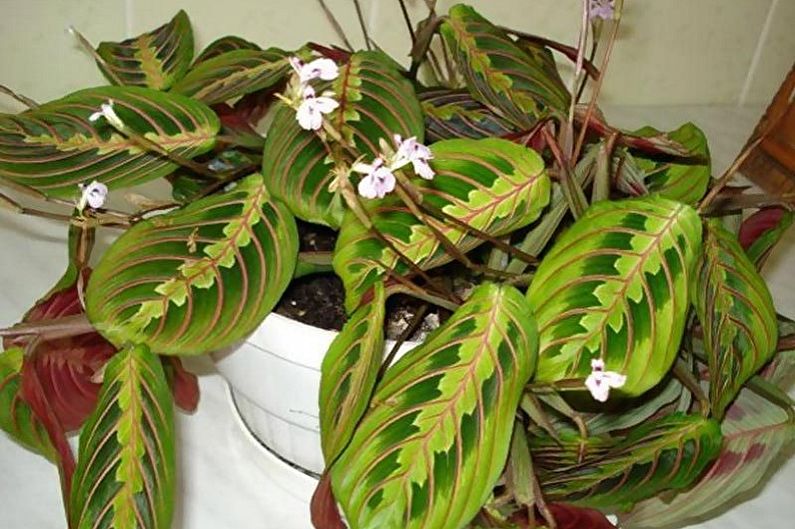 Maranta - Foto