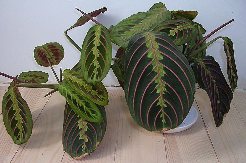 Maranta - photo