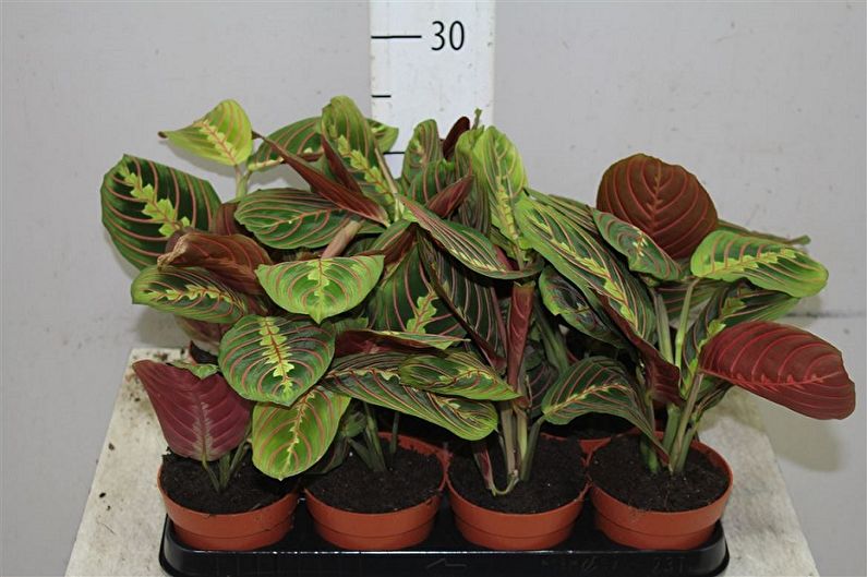 Maranta - ภาพถ่าย