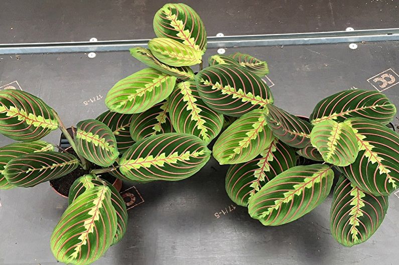 Maranta - ภาพถ่าย