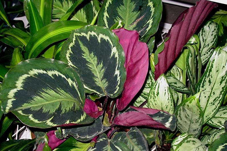 Maranta - Foto