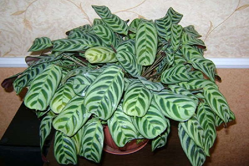 Maranta - foto