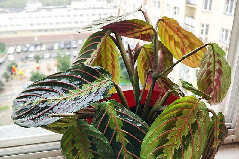 Maranta - foto