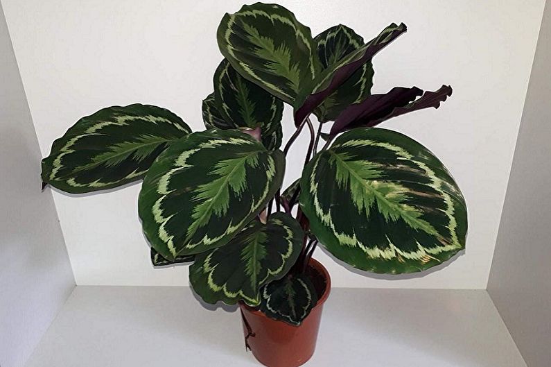 Maranta - Foto