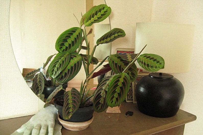 Maranta - foto