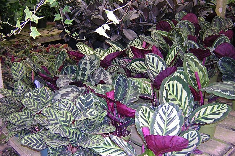 Maranta - photo