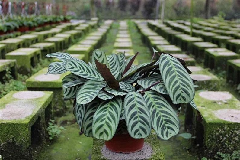 Maranta - photo