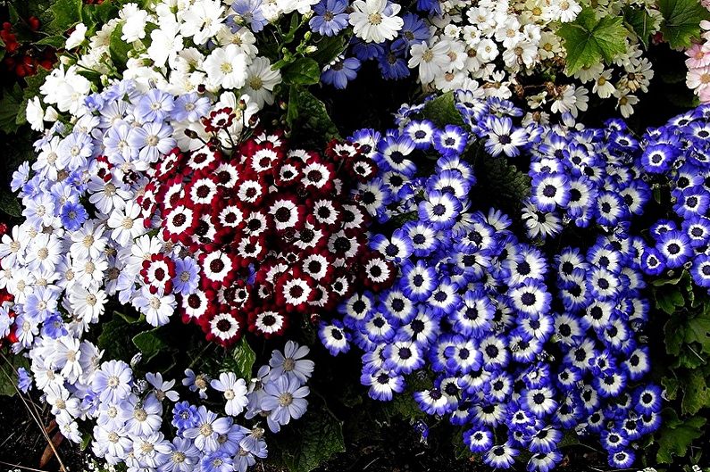 Cineraria - Generelle funksjoner