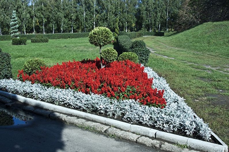 Waar wordt cineraria gebruikt