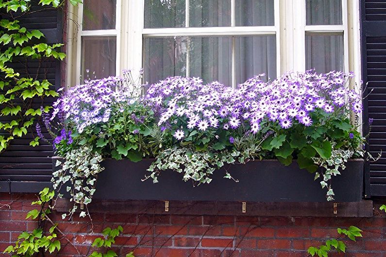 Cineraria được sử dụng ở đâu