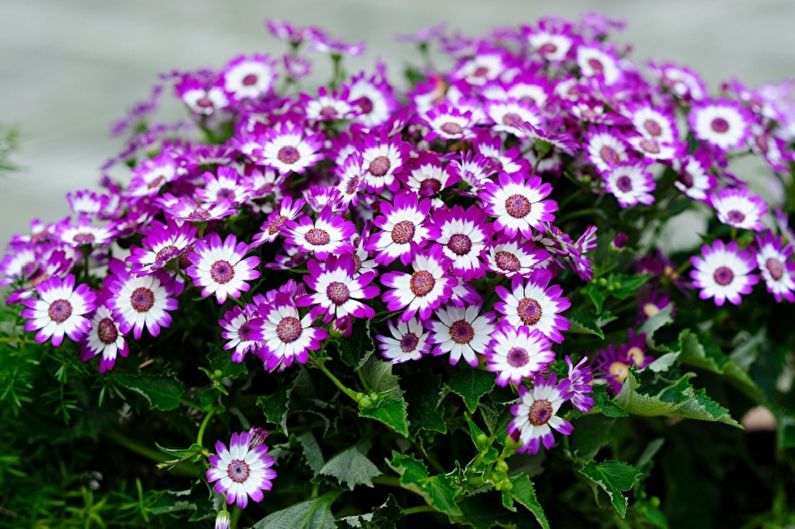 Bloody cineraria