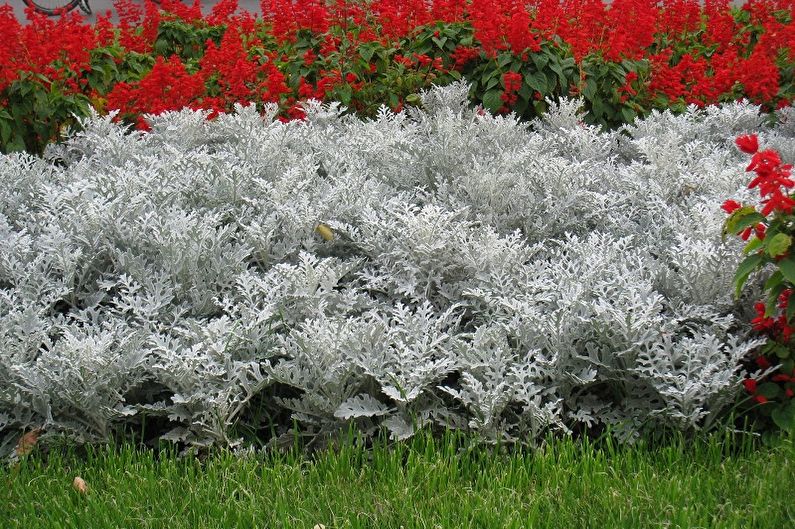 Cineraria a la vora del mar