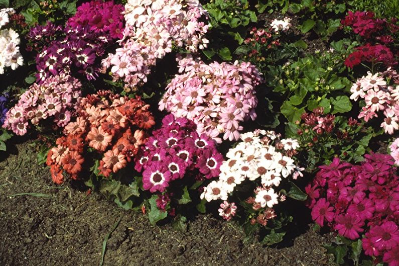 Fine cineraria