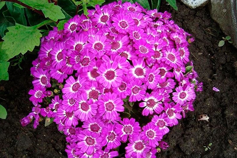 Cineraria Îngrijire