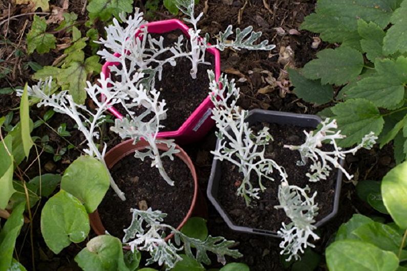 Cineraria - Transplantation et reproduction