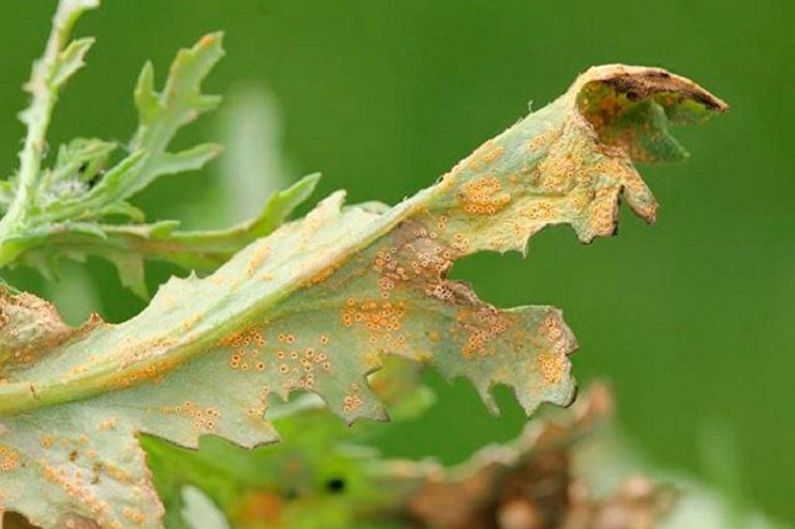 Cineraria - ochrana proti škůdcům a chorobám