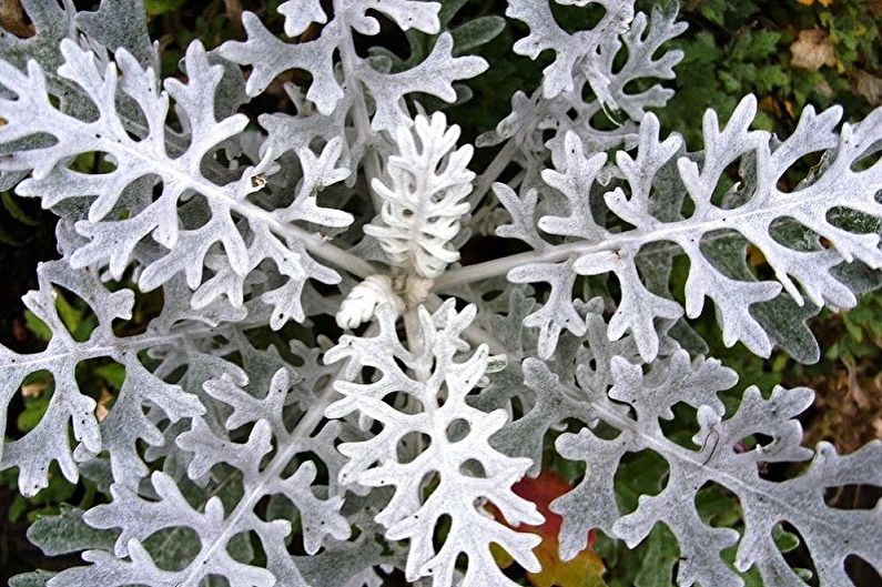 Cineraria - Lutte contre les ravageurs et les maladies