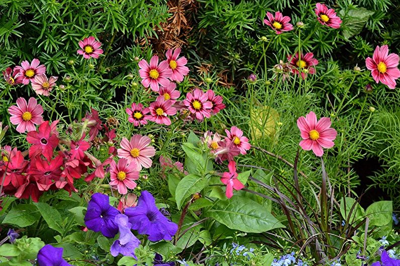 Cineraria - fotografie