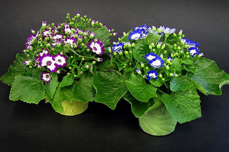 Cineraria - photo