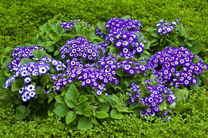 Cineraria - larawan