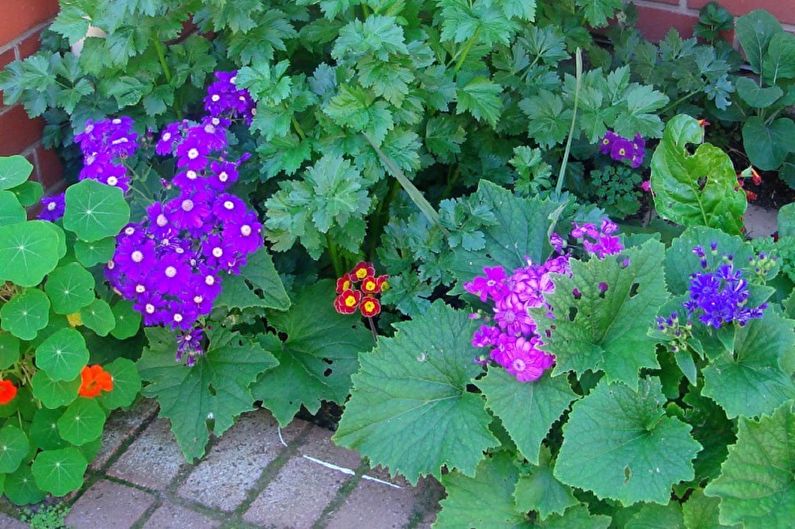 Cineraria - fotografija