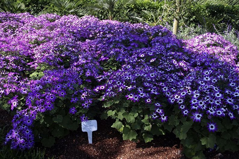 Cineraria - fotografie