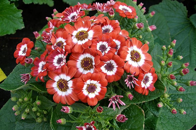 Cineraria - larawan