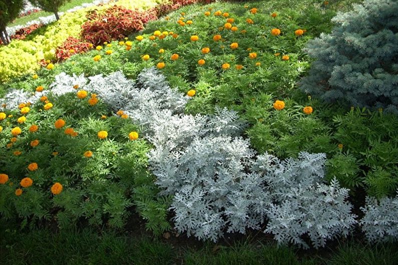 Cineraria - fotografie