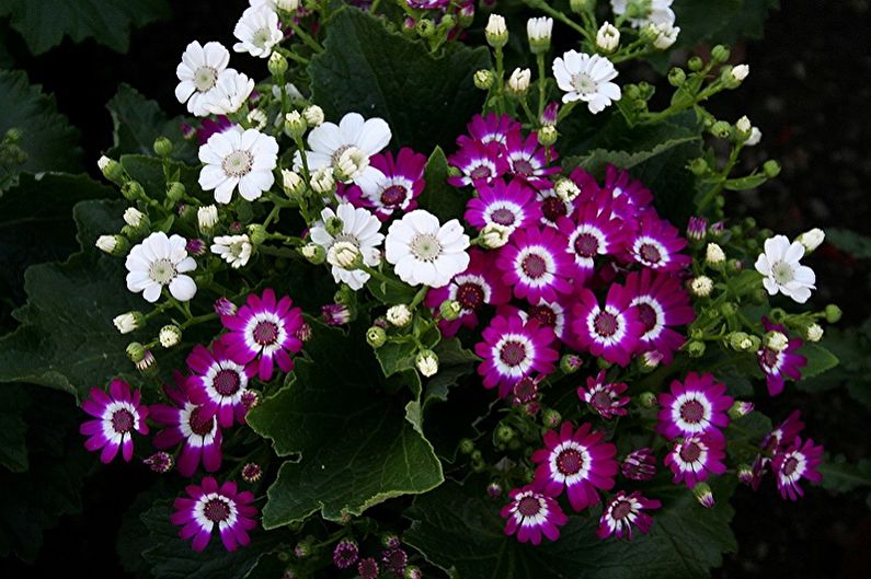 Cineraria - valokuva