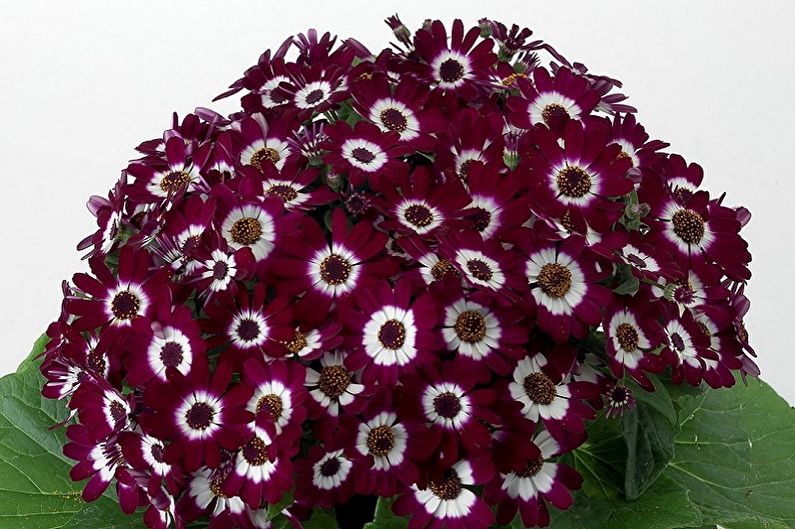 Cineraria - ảnh