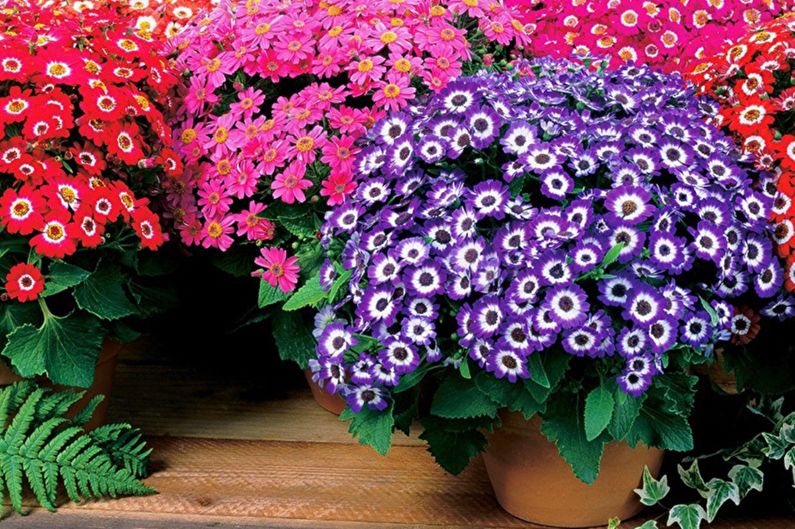 Cineraria - ảnh