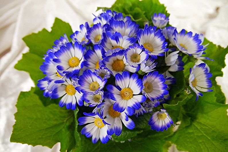 Cineraria - photo